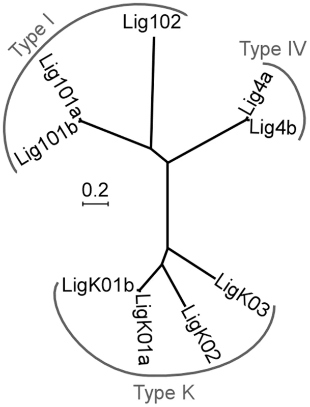 Neighbor-joining tree of <i>P. tetraurelia</i> ATP-dependent DNA ligases.