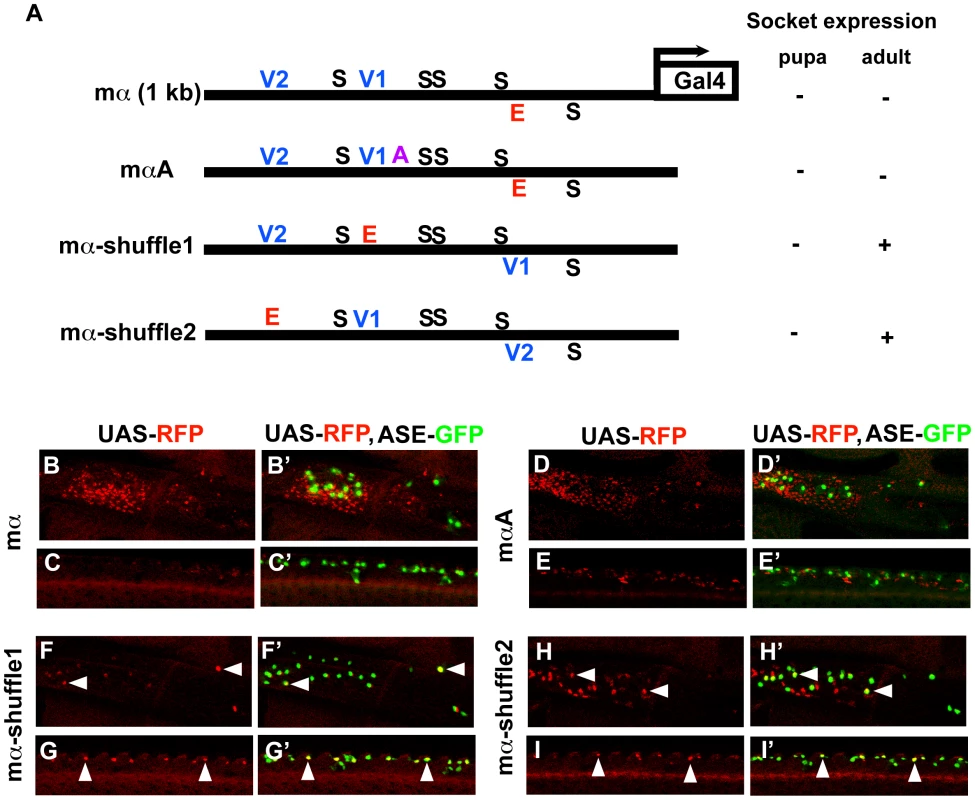 Motif rearrangement in the mα enhancer yields ectopic activity in adult socket cells.