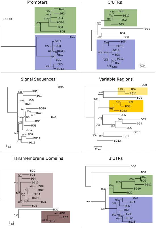 Phylogenetic analysis of nucleotide sequences for different regions of BG genes indicates separate evolutionary histories, consistent with recombination and/or deletion leading to hybrid genes in the BG region.