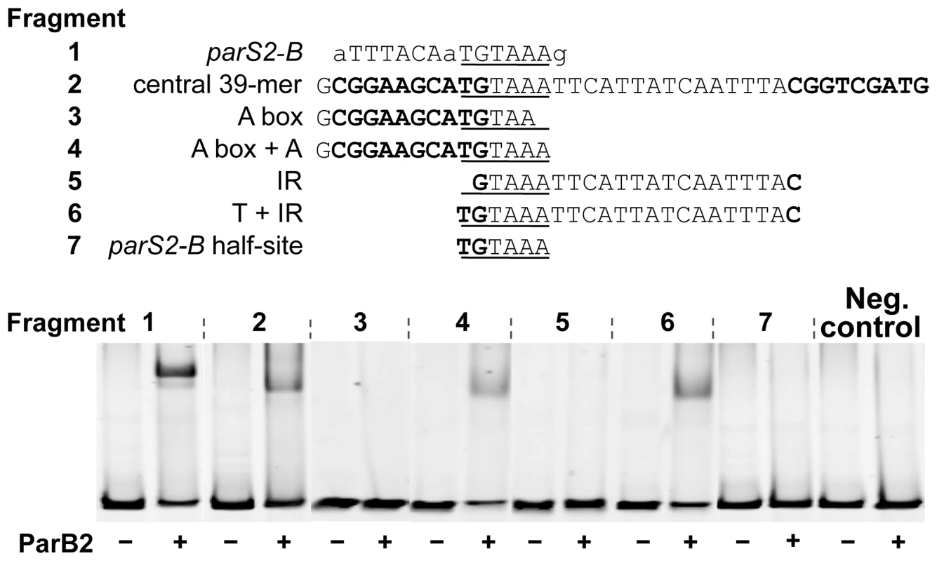 A ParB2 half-site is necessary but not sufficient for 39-mer binding.