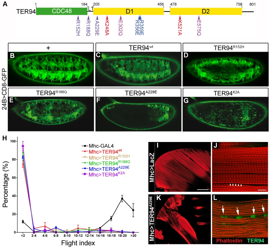 Tissue-specific expression of TER94 IBMPFD mutants disrupts muscle integrity.