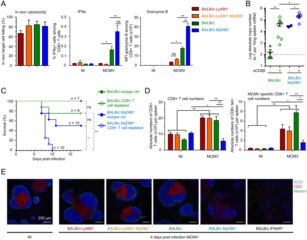 Impact of MyD88 or Ly49H deficiencies on antiviral CD8 T cell responses.
