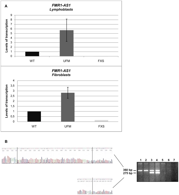 Characterization of <i>FMR1-AS1</i> transcript in UFM cell lines.