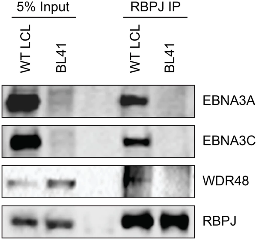 WDR48 coimmunoprecipitates with RBPJ in EBV infected cells.