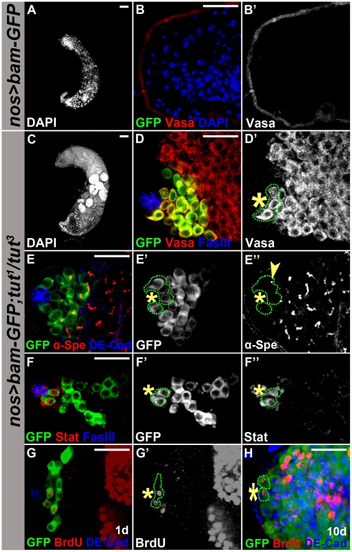 Tut is required for Bam to drive germline stem cell differentiation.