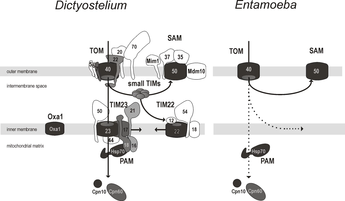 The minimalism of the protein import and assembly pathways in the mitosomes of <i>E. histolytica.</i>