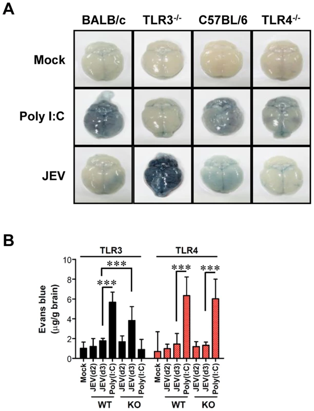 BBB permeability is increased after JEV infection in TLR3<sup>−/−</sup> but not TLR4<sup>−/−</sup> mice.