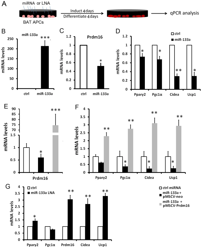 miR-133a inhibits brown adipocyte biogenesis of BAT progenitors.