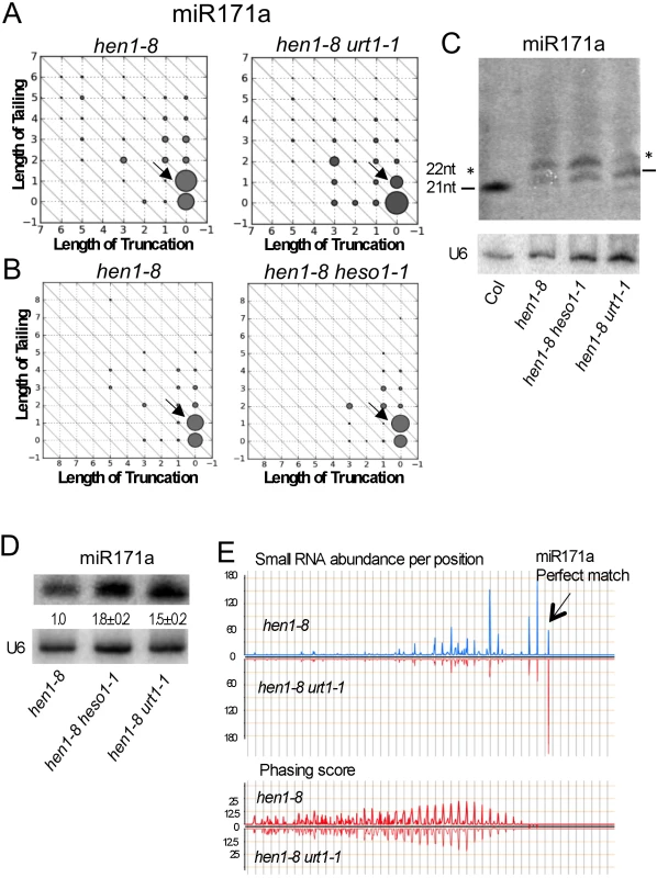 Tailing of miR171a in <i>hen1</i> by URT1 triggers phasiRNA biogenesis.