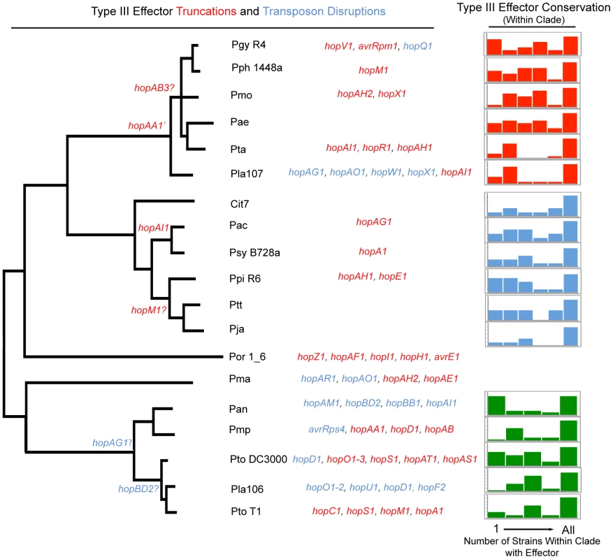 Phylogenetic conservation of disrupted and functional TTE proteins.