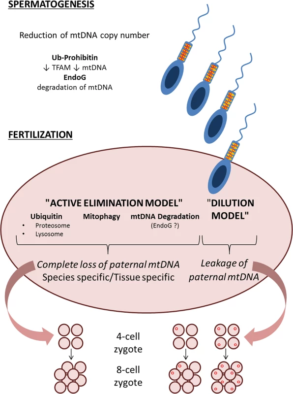 Schematic representation of the two models, “active elimination” and “dilution” of paternal mtDNA haplotypes, with multiple possible steps that ensure avoidance of paternal mtDNA inheritance.