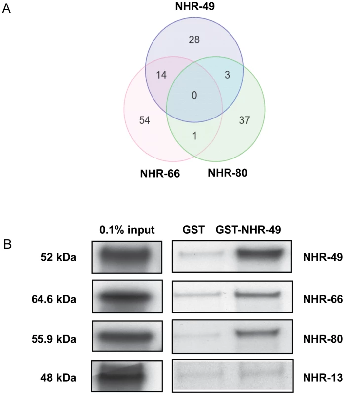 NHR-49 shares target genes and physically interacts with NHR-66 and NHR-80.