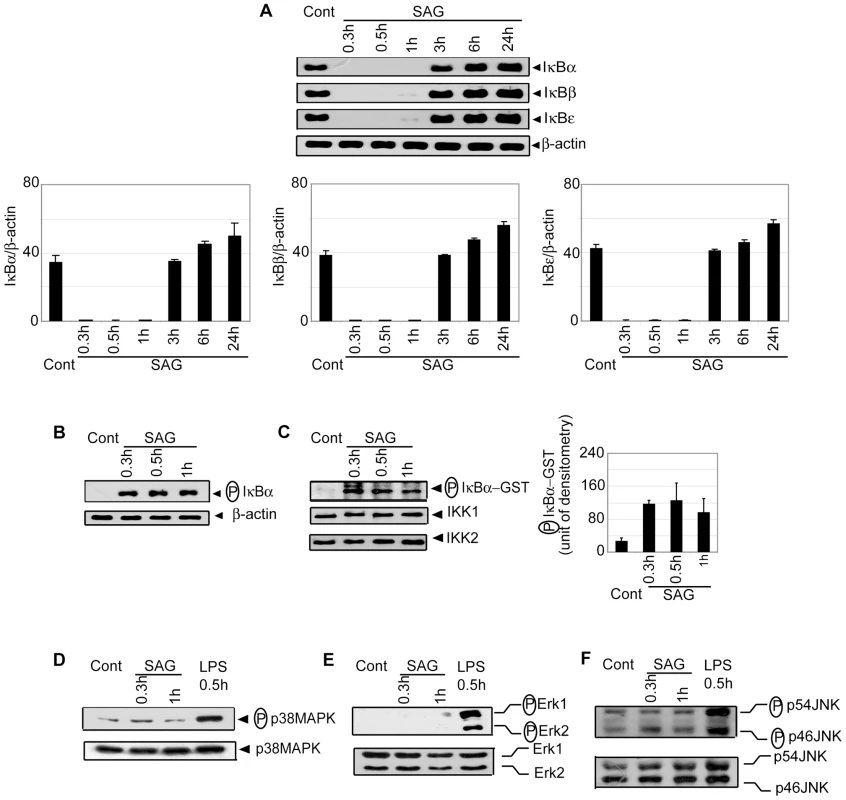 SAG-treated BMDCs exhibit increased phosphorylation and degradation of IκB proteins and IKK activity.