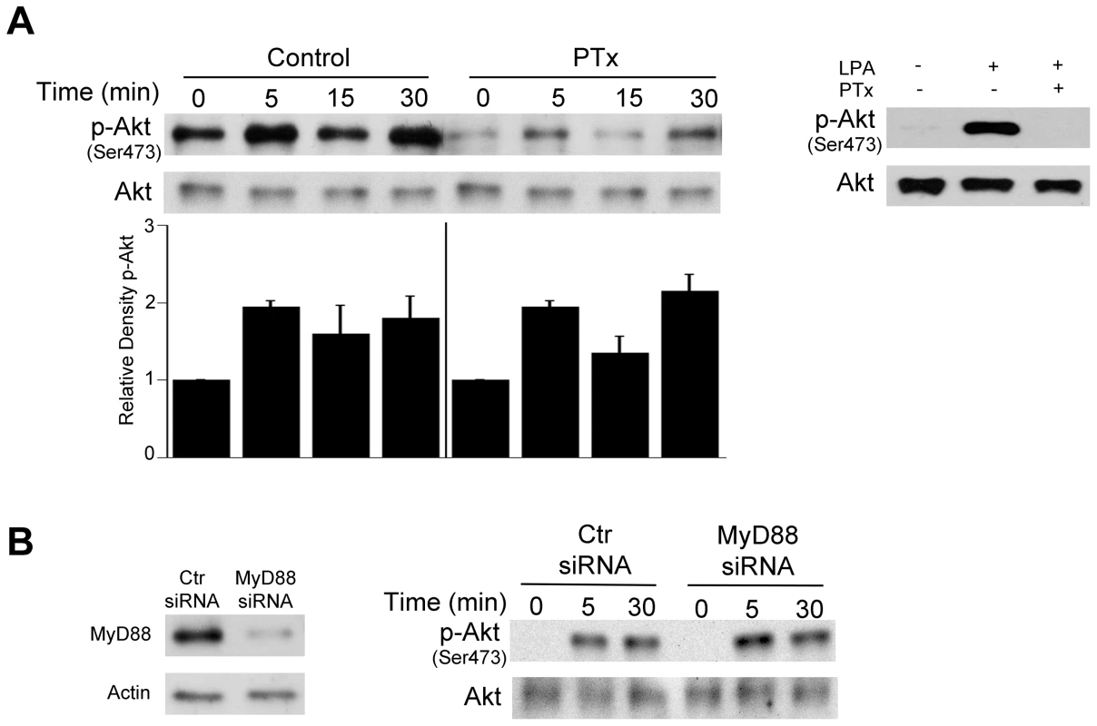 Role of G protein coupled receptors and MyD88 in <i>T. gondii</i>-induced Akt phosphorylation.
