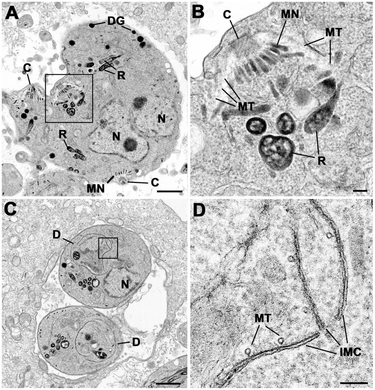 Electron micrographs of parasites cultured with Shld-1.