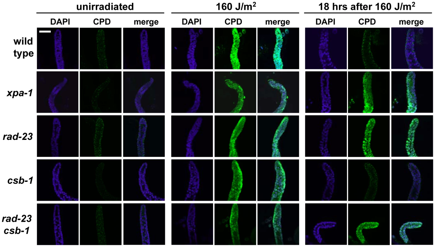 CPD repair in <i>C. elegans</i> germ cells.