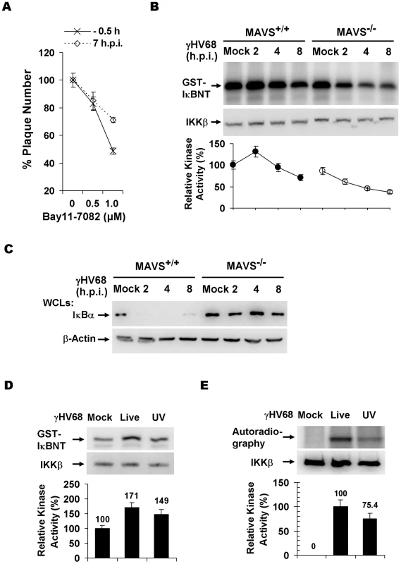 γHV68 infection activates IKKβ in a MAVS-dependent manner.