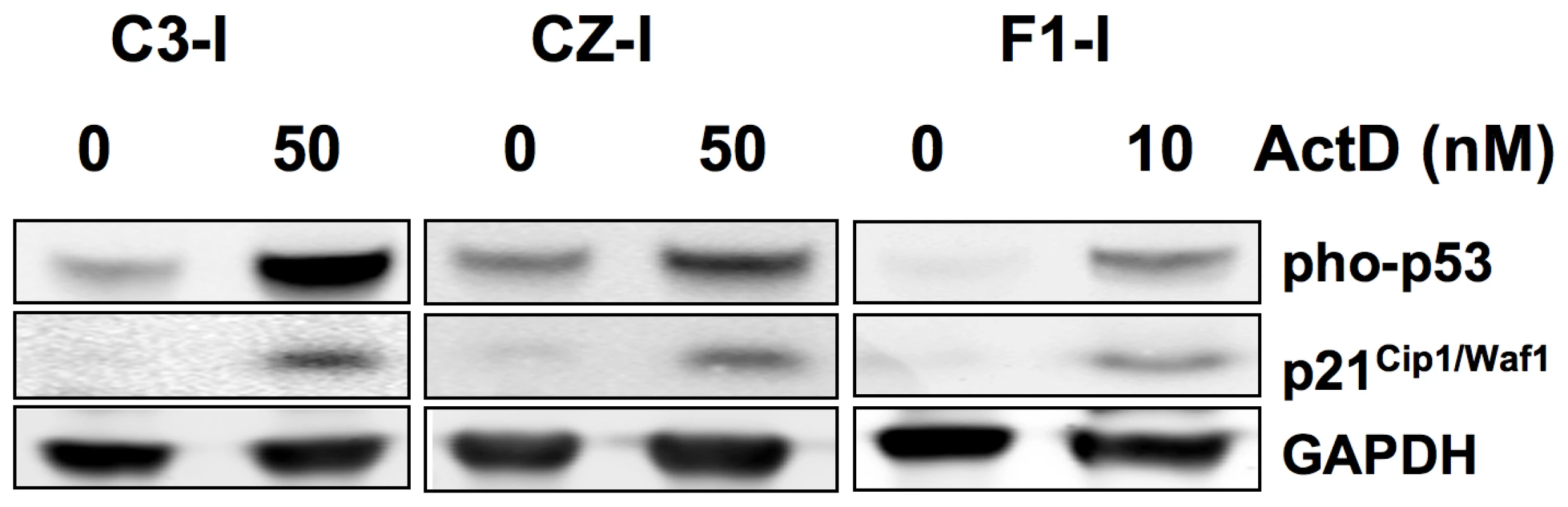 Induction of p53 and p21<sup>Cip1/Waf1</sup> in a DNA damage response in metastatic and non-metastatic bone tumor cell lines.
