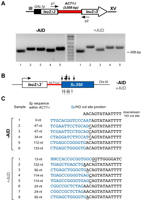 PCR analysis of CT breakpoints in <i>hpr1Δ</i> yeast with the Sµ350 sequence integrated at chromosome III.