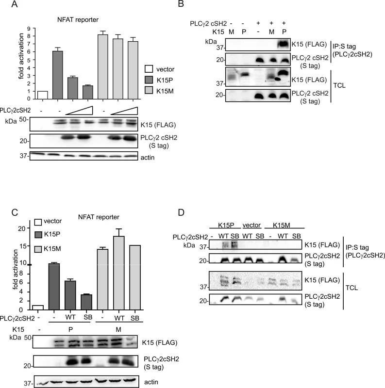 The isolated PLCγ2 cSH2 domain does not interact with K15M and has no effect on the activation of an NFAT promoter by K15M.