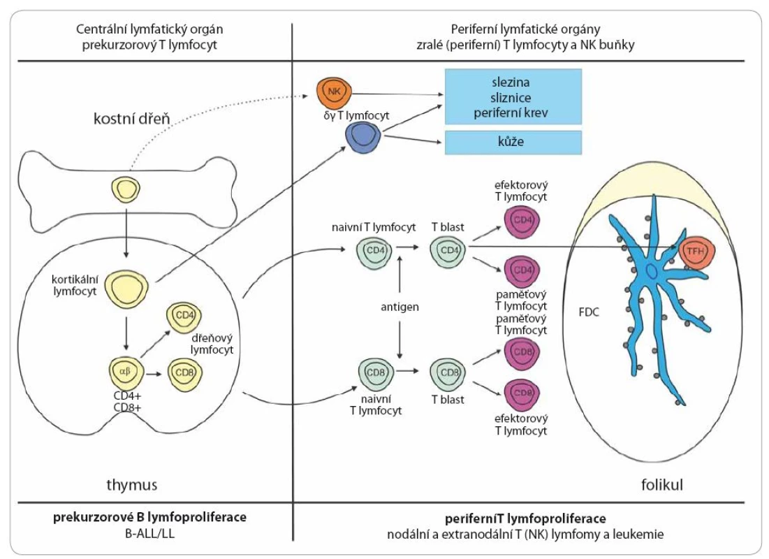 Schéma vývoje B lymfocytu a přehled jednotlivých jednotek T buněčných lymfoproliferativních nádorů.
