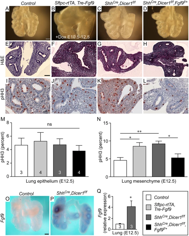 Dicer1 regulation of lung epithelial development requires <i>Fgf9</i>.