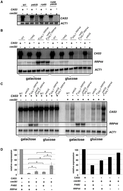 Regulation of <i>cas3Δi</i> mRNA accumulation by the exosome.