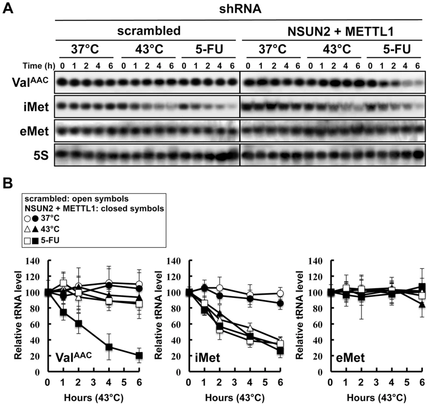 Degradation of tRNAs in HeLa cells treated with heat stress or 5-FU.