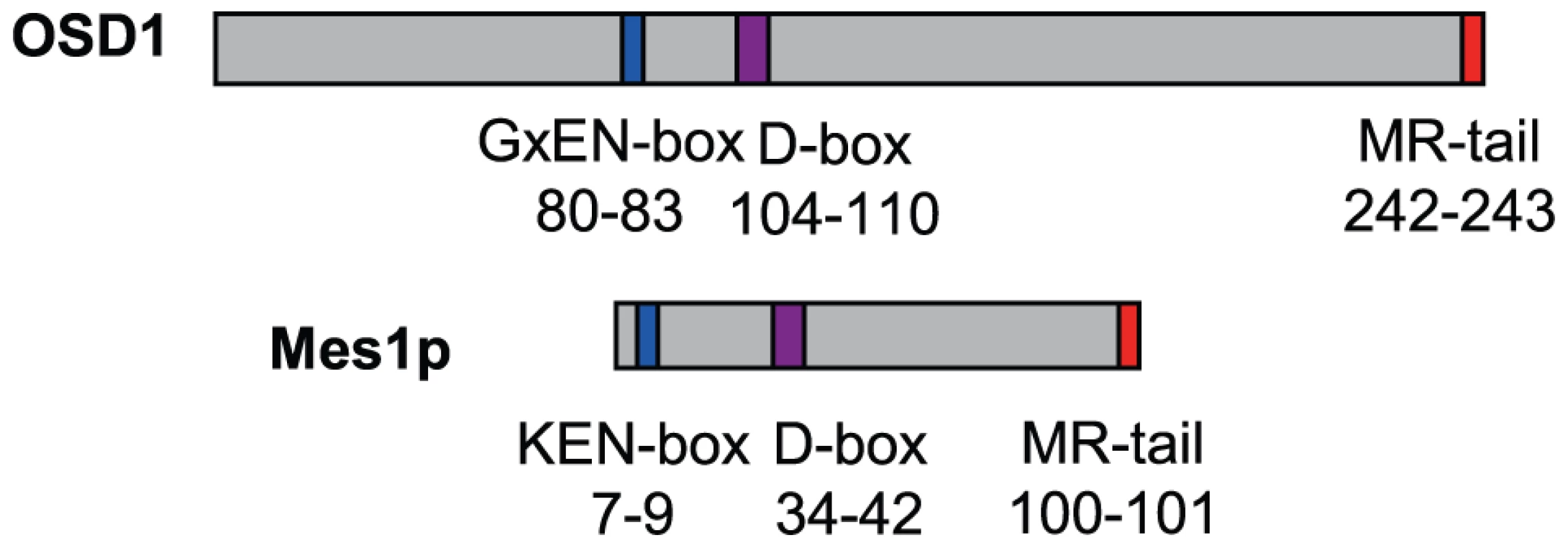 Structural comparison of OSD1 and Mes1 proteins.