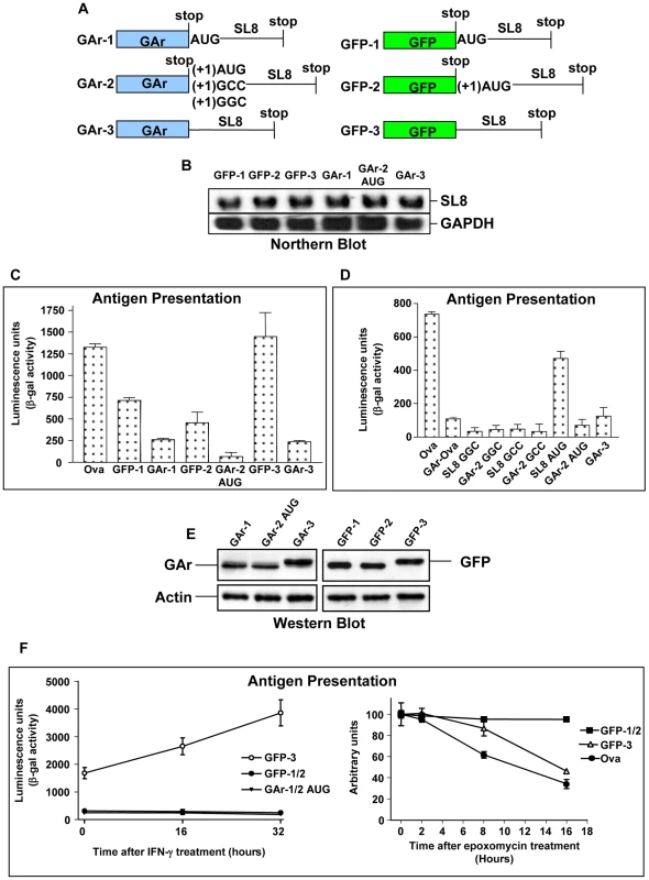 Inhibition of protein degradation is not essential for the GAr sequence to prevent endogenous antigen presentation for the MHC class I restricted pathway.