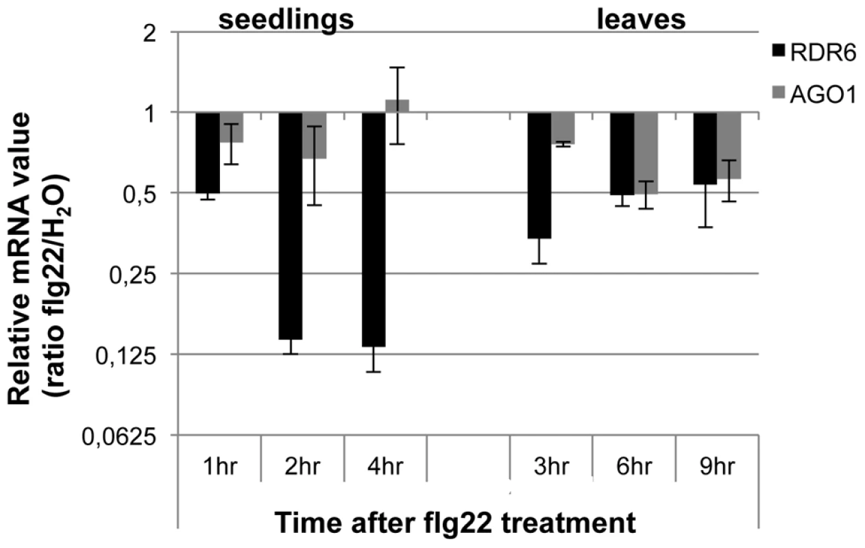 RDR6 and AGO1 mRNA levels rapidly decrease after flg22 treatment.