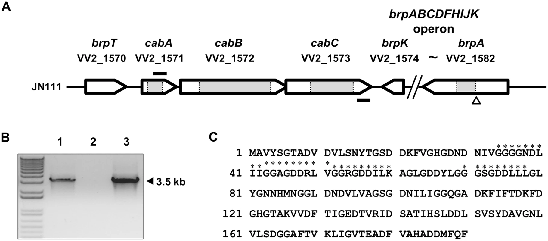 Genetic organization of the <i>cabABC</i> operon and amino acid sequence of CabA.