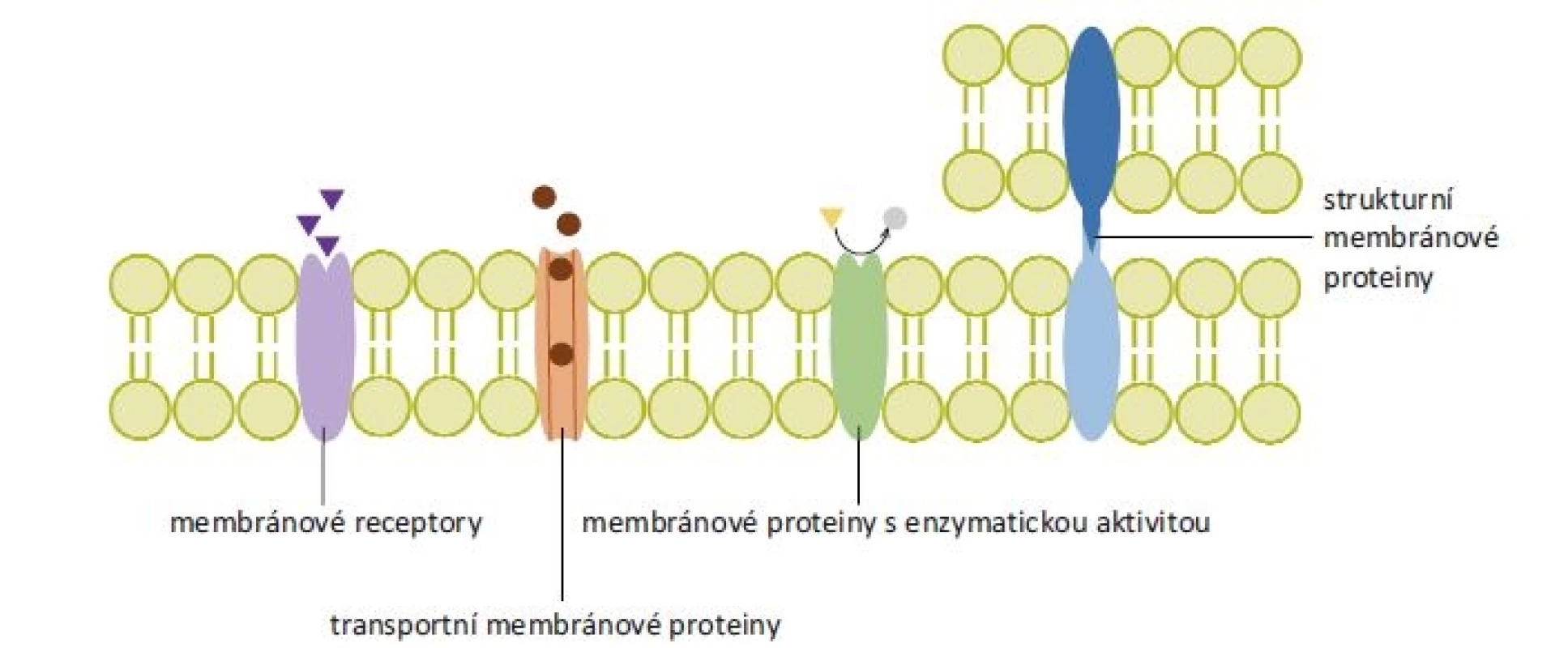 Rozdělení membránových proteinů podle funkce. Membránové receptory přenáší signál z extracelulárního prostoru dovnitř
buňky po navázání ligandu. Transportní membránové proteiny tvoří hydrofilní kanály procházející cytoplazmatickou membránou,
k přenosu látek mohou využívat energii z hydrolýzy adenozintrifosfátu. Membránové proteiny s enzymatickou aktivitou se podle
polohy enzymaticky aktivního místa mohou označovat jako ektoenzymy či endoenzymy (na obrázku znázorněn ektoenzym). Strukturní
membránové proteiny zajišťují protein-proteinové a protein-lipidové interakce.