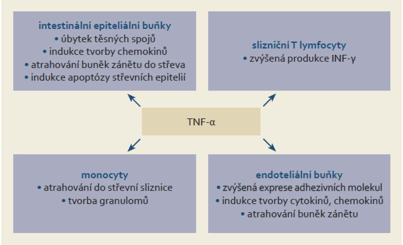 Prozánětlivé působení TNF-α u nemocných s IBD. Upraveno dle [33].
Fig. 1. Proinflammatory action of TNF-α in patients with IBD. Adapted from [33].