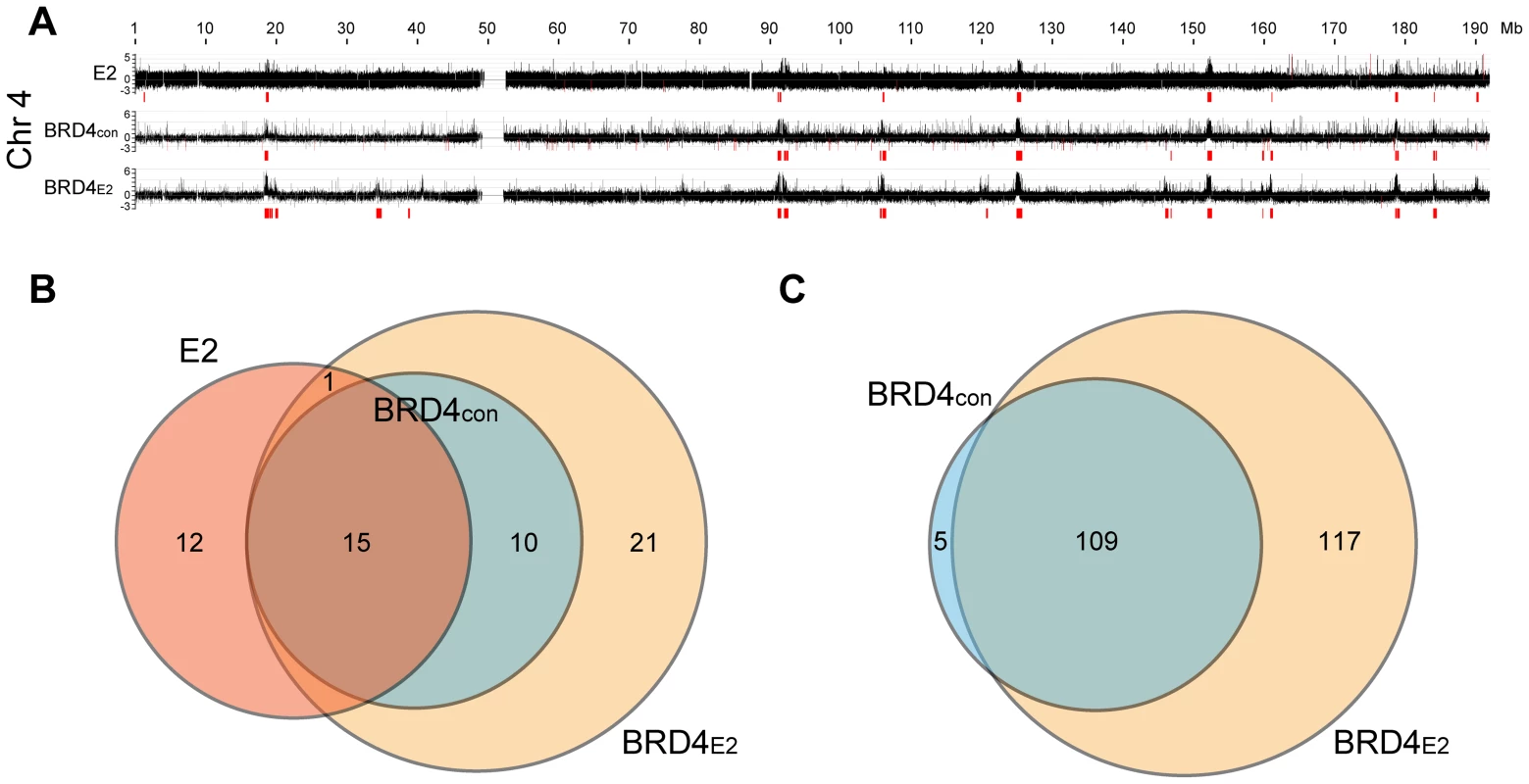 Profile of BRD4 binding to human chromosomes in C-33-1E2 cells.