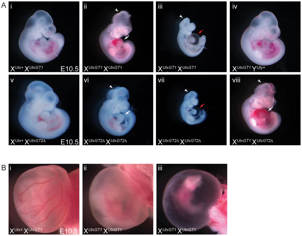 Homozygous female <i>Utx</i> mutant embryos have mid-gestational developmental delay.