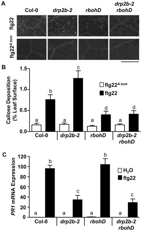 Loss of <i>DRP2B</i> affects late flg22-responses in a non-canonical manner.