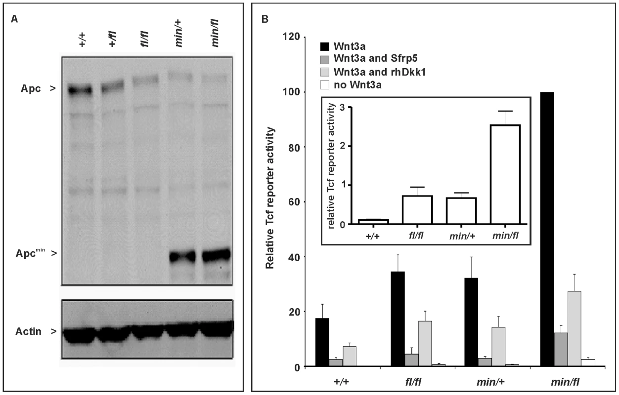 Apc protein expression levels and Wnt/β-catenin pathway activation in primary mouse embryonic fibroblasts (MEFs).