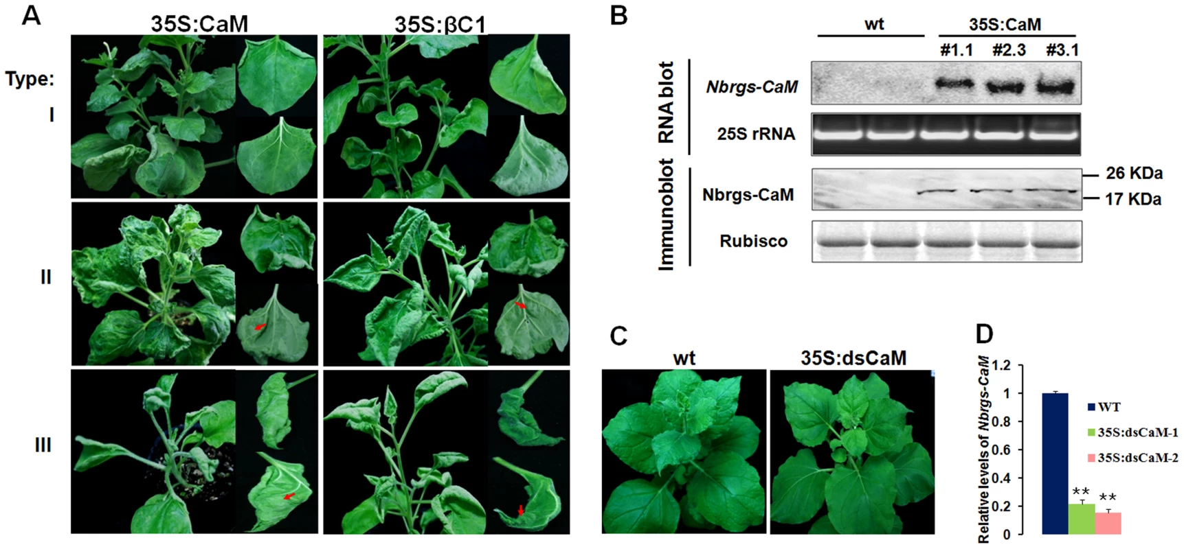 Ecotopic expression of <i>Nbrgs-CaM</i> in <i>Nicotiana benthamiana</i> phenocopys βC1 transgenic plants.