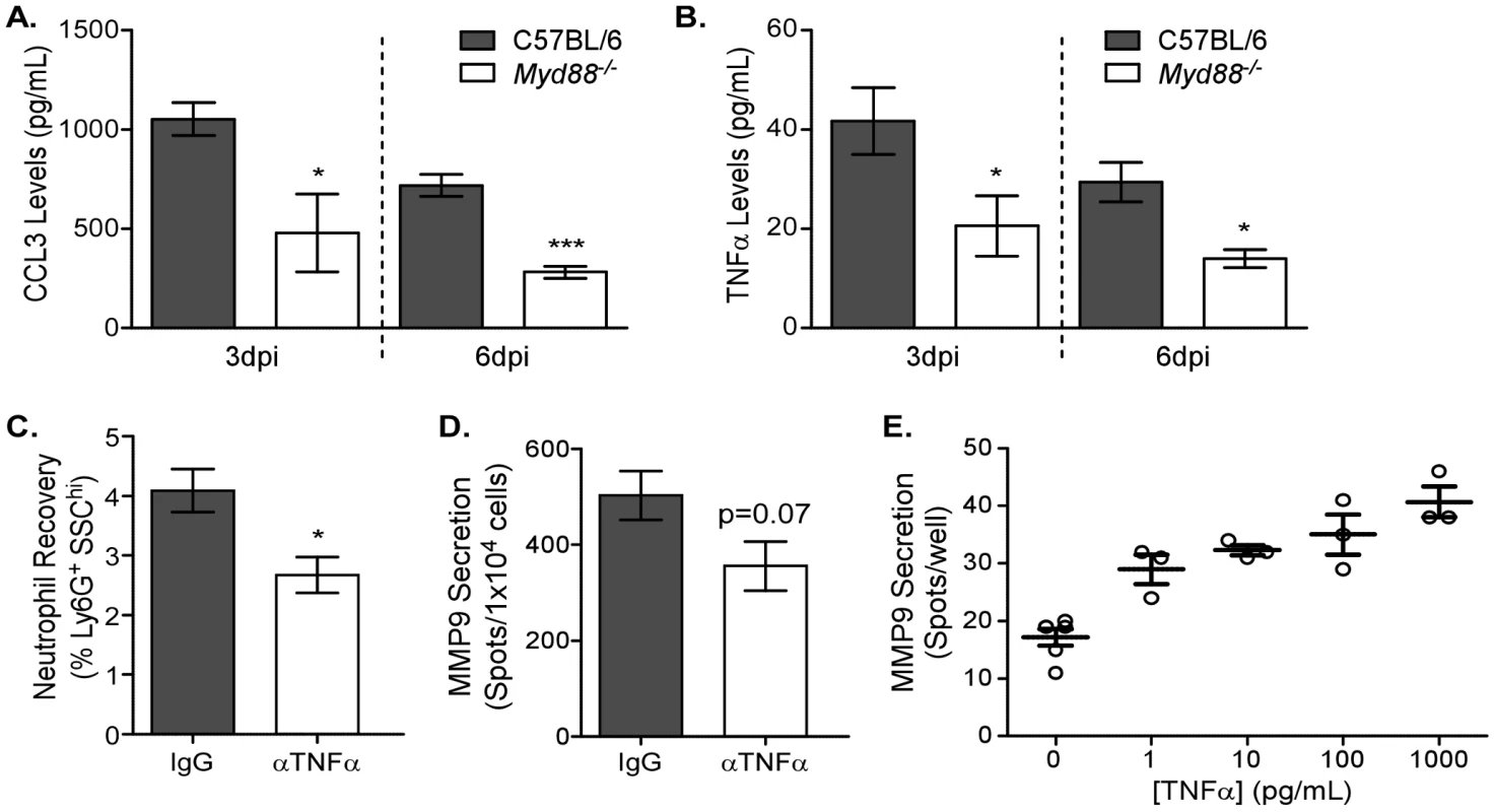 MyD88-dependent TNFα expression induces MMP9 in neutrophils.