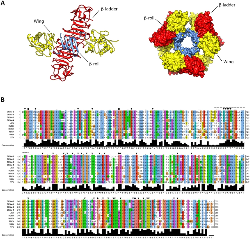 3D structure of NS1 and highly conserved residues targeted by site-directed mutagenesis.