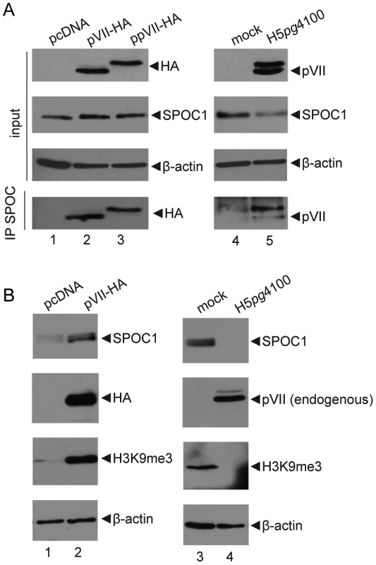 SPOC1 functionally cooperates with Ad core protein pVII.