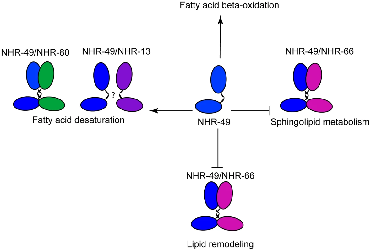 Model of NHR-49–dependent regulation of lipid metabolism.