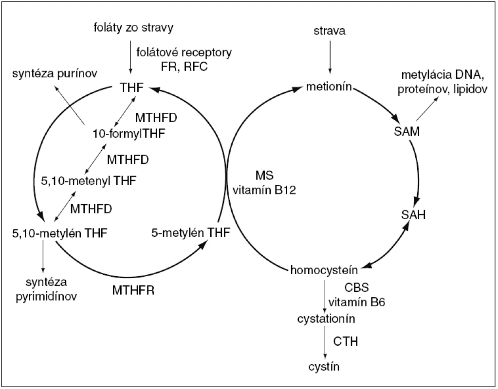 Ilustračná schéma prepojenia metabolického cyklu folátov a homocysteínu.
&lt;em&gt;FR – folátový receptor, RFC – redukovaný prenášač folátov, THF – tetrahydrofolát, MTHFD – metyléntetrahydrofolát dehydrogenáza, MTHFR – 5,10-metylén-THF reduktáza, SAM – S-adenozyl-L-metionín, SAH – S-adenozyl-homocysteín, MS – metionín syntáza, CBS – cystation-β syntáza (upravené podľa [40]).&lt;/em&gt;