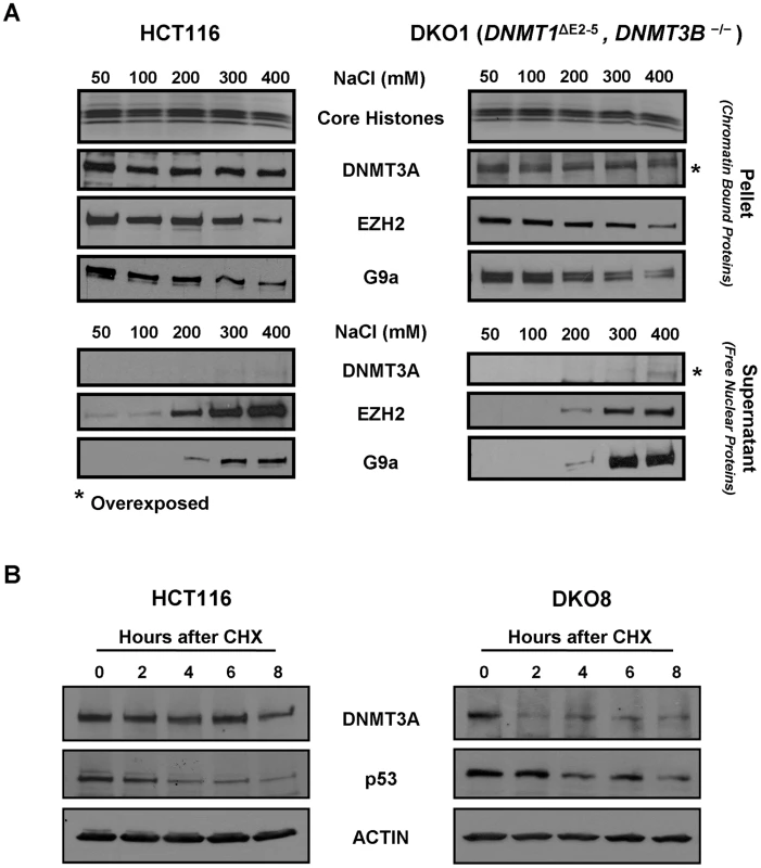 DNMT3A chromatin binding affinity and protein stability in WT HCT116 and DKO cells.