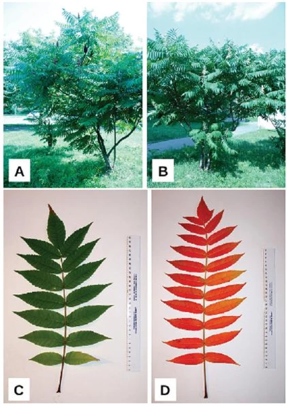 Habitus Rhus hirta (L.) Sudw.
A – samičí rostlina s čerstvě dozrálými i loňskými plodenstvími, B – samčí rostlina s málo kompaktními odkvétajícími květenstvími; morfologická stavba listu – složený, lichozpeřený, mnohojařmý list, C – zbarvení listu v létě (červenec), D – zbarvení listu na podzim (říjen) (foto autoři)