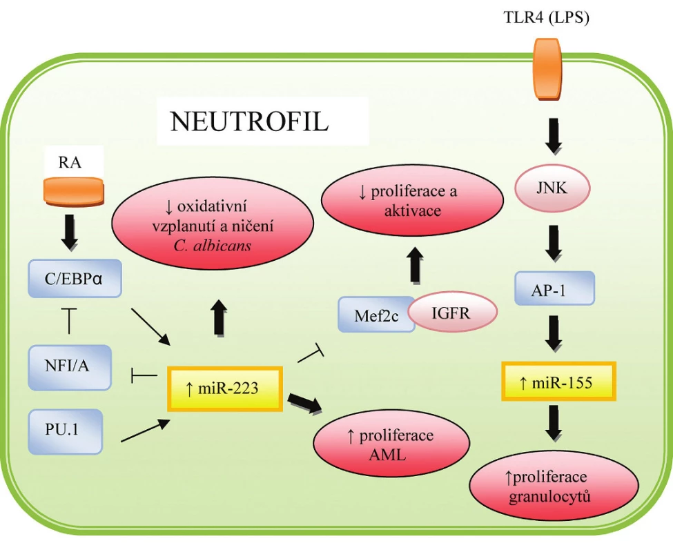 Role miRNA v regulaci hematopoézy a imunitní odpovědi neutrofilů