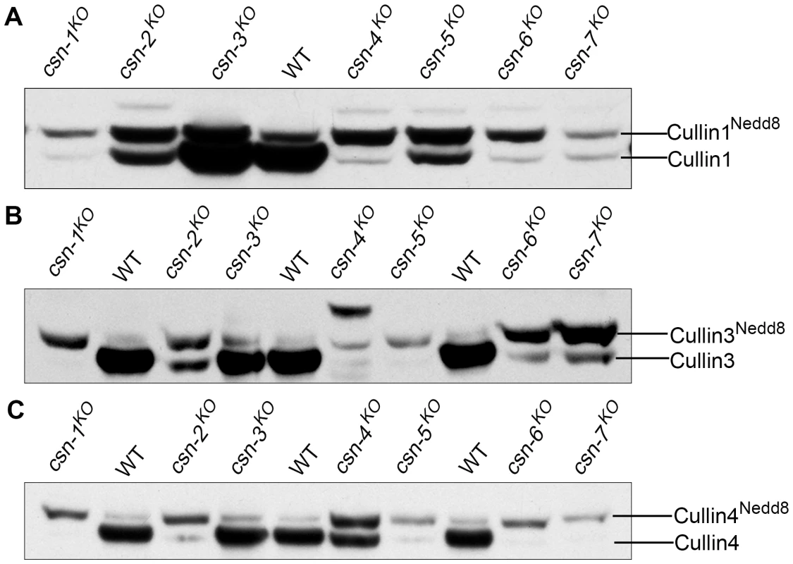 Different cullin neddylation states associated with loss of individual <i>csn</i> genes.