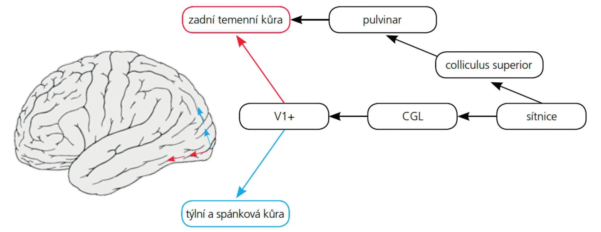 Magno systém (modré šipky) a Parvo systém (červené šipky) lidské zrakové kůry (dle 26).