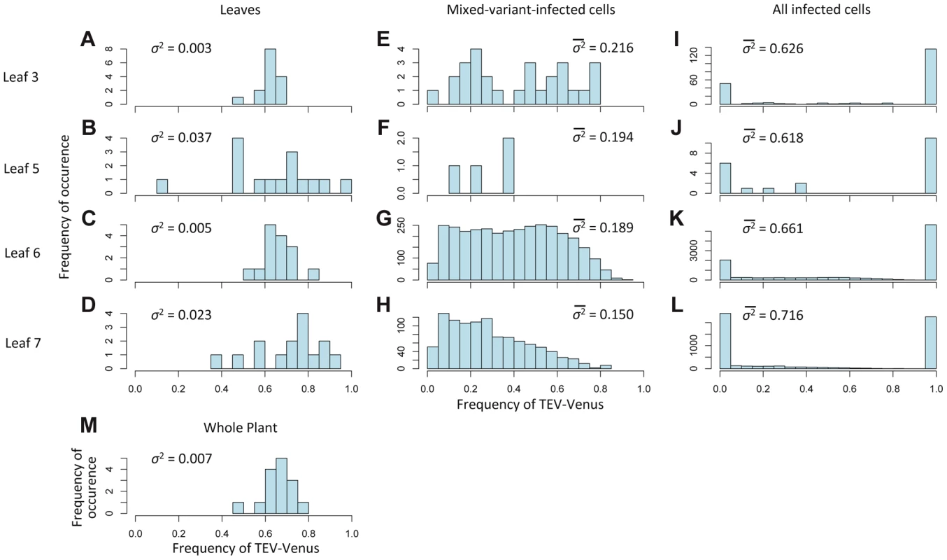 The variation in genotypic frequencies at the host, organ and individual-cell levels.
